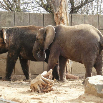 Der Zoologische Garten