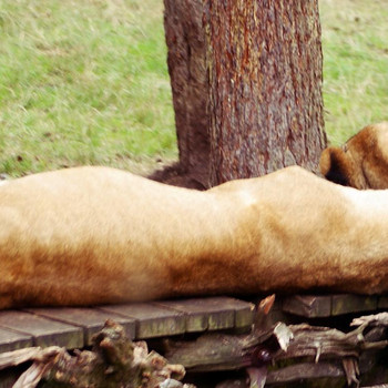 Serengeti - Park