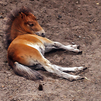 Serengeti - Park