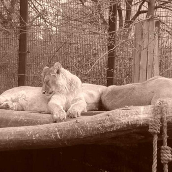 Der Zoologische Garten