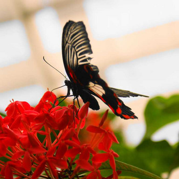Der Schmetterling