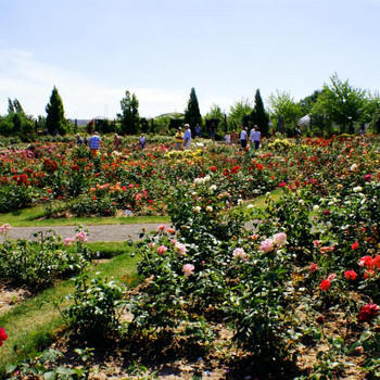 Die Landschaft des Rosariums
