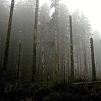 Der Harz