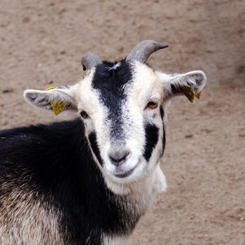 Tierpark Weißewarte