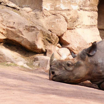 Der Hannover Zoo Teil 1