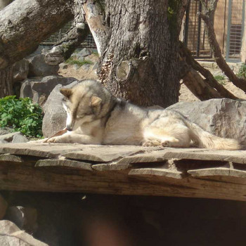Der Zoologische Garten