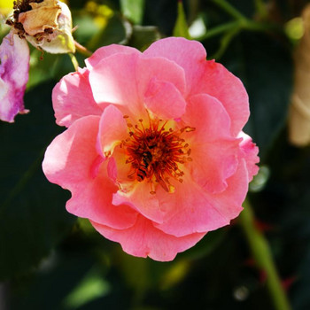 Europa - Rosarium 3