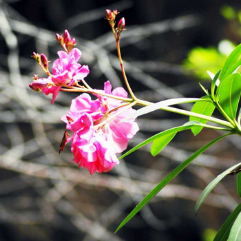 Petaloudes