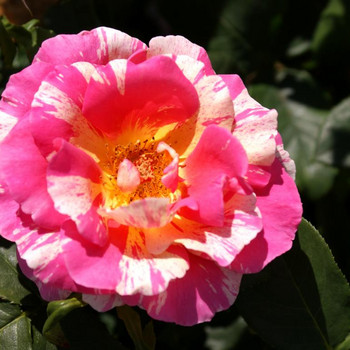 Die Königin der Blumen