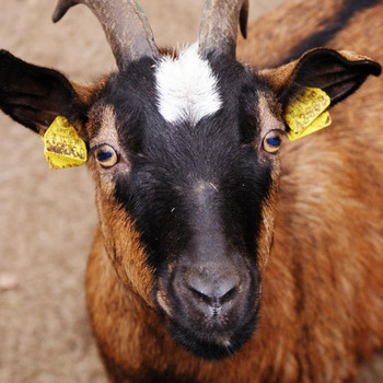Tierpark Weißewarte