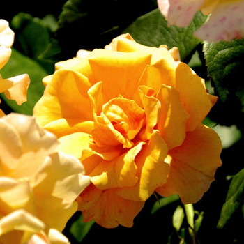 Europa - Rosarium 3