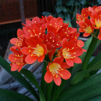 Wunderschöne Blüten