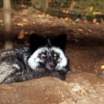 Tierpark Weißewarte