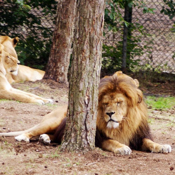 Serengeti - Park