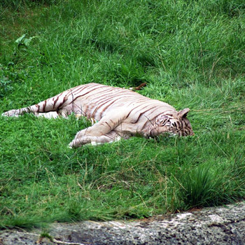 Serengeti - Park