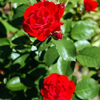 Die Königin der Blumen