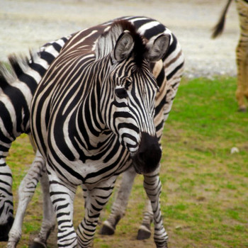 Serengeti - Park