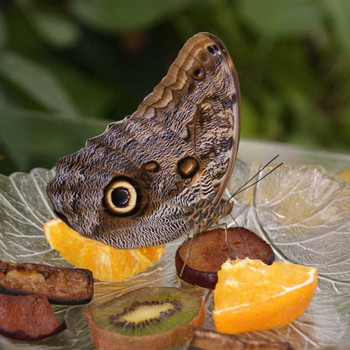 Der Schmetterling