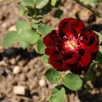 Europa - Rosarium 2