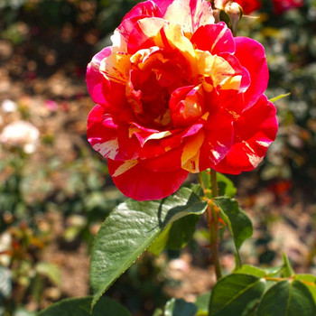 Europa - Rosarium 1