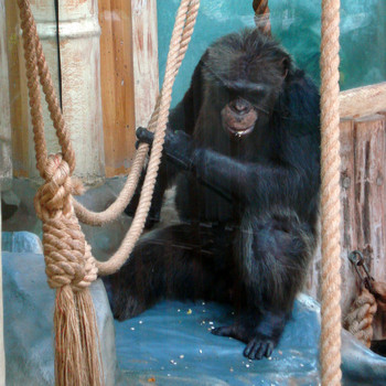Der Zoologische Garten