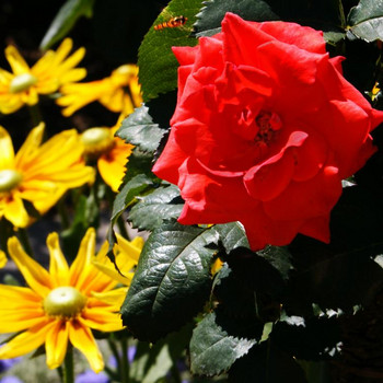 Europa - Rosarium 2