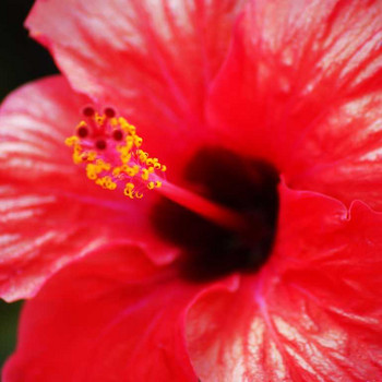 Blütenpracht auf Rhodos