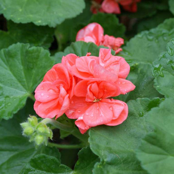 Wunderschöne Blüten