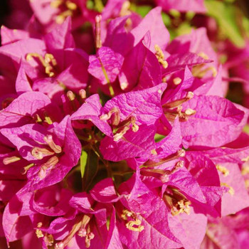 Blütenpracht auf Rhodos