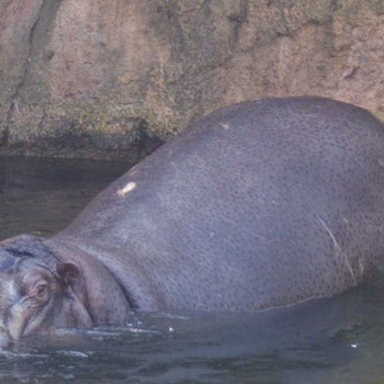 Der Hannover Zoo Teil 1