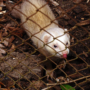 Tierpark Weißewarte