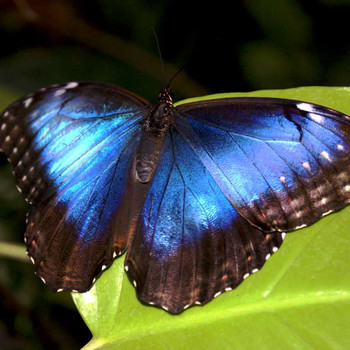Der Schmetterling