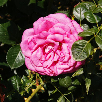 Europa - Rosarium
