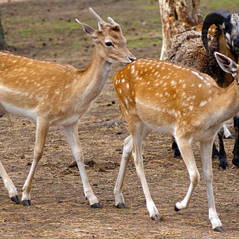 Serengeti - Park