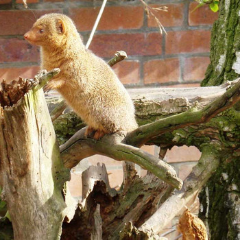 Der Zoologische Garten