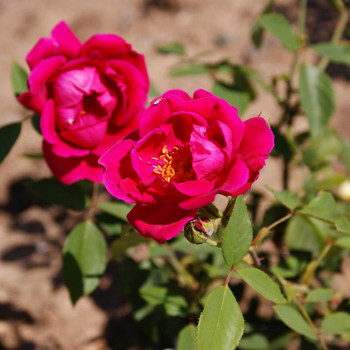 Europa - Rosarium