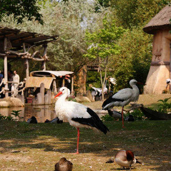 Der Hannover Zoo Teil 1