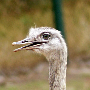 Serengeti - Park