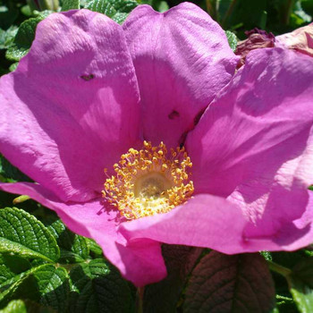 Wunderschöne Blüten