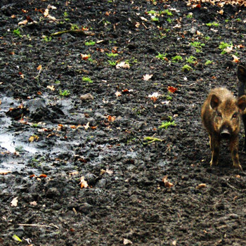 Tierpark Weißewarte
