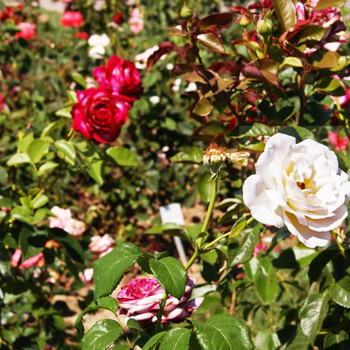 Europa - Rosarium 1
