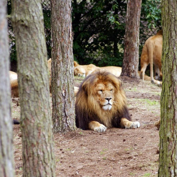 Serengeti - Park
