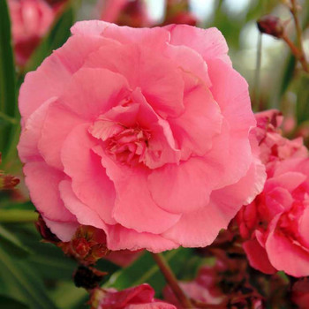 Blütenpracht auf Rhodos