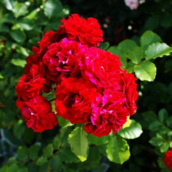 Die Königin der Blumen