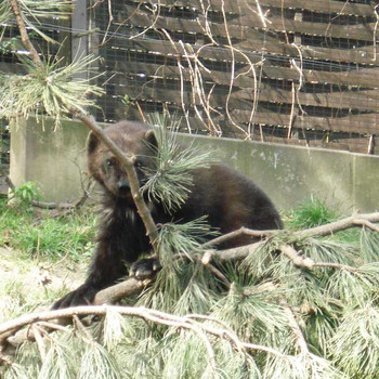 Der Zoologische Garten