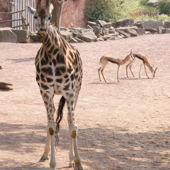Der Hannover Zoo Teil 1