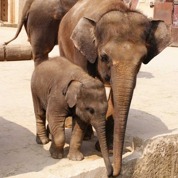Der Hannover Zoo Teil 3