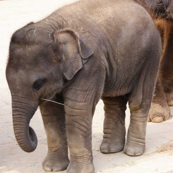Der Hannover Zoo Teil 3