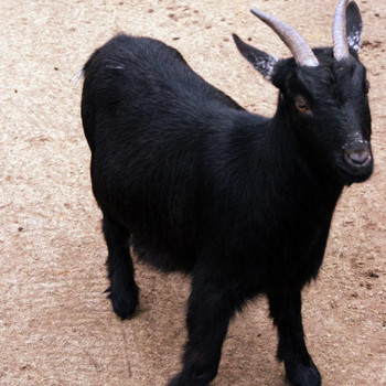 Tierpark Weißewarte