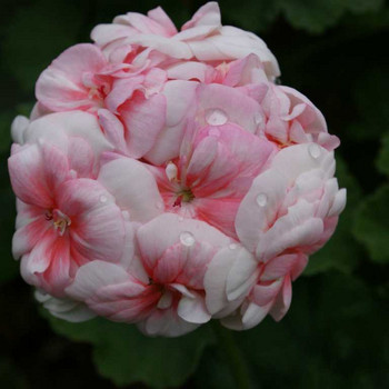 Wunderschöne Blüten